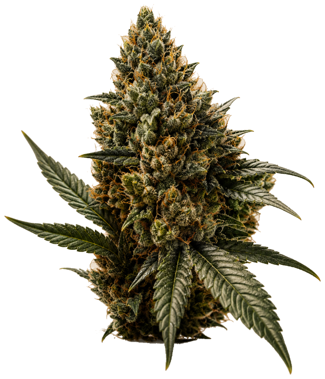 Cannabisblüte